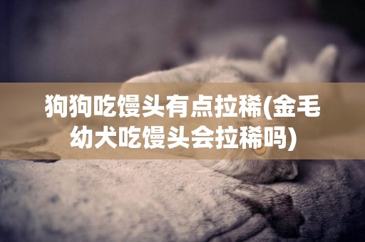 狗狗吃饅頭有點拉稀(金毛幼犬吃饅頭會拉稀嗎)