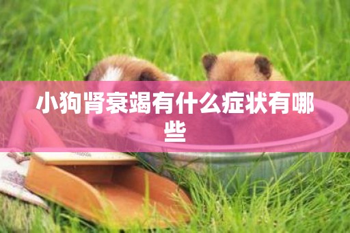 小狗腎衰竭有什么癥狀有哪些