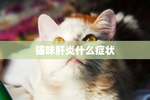 貓咪肝炎什么癥狀