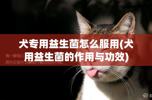 犬專用益生菌怎么服用(犬用益生菌的作用與功效)