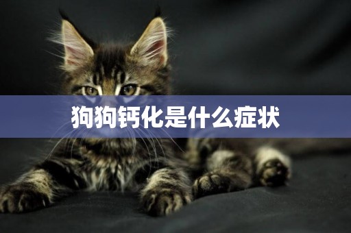 狗狗鈣化是什么癥狀