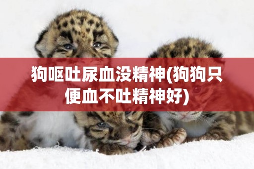 狗嘔吐尿血沒精神(狗狗只便血不吐精神好)
