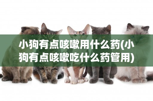 小狗有點咳嗽用什么藥(小狗有點咳嗽吃什么藥管用)