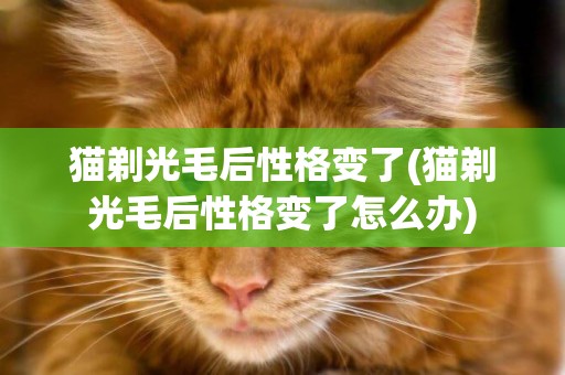 貓剃光毛后性格變了(貓剃光毛后性格變了怎么辦)
