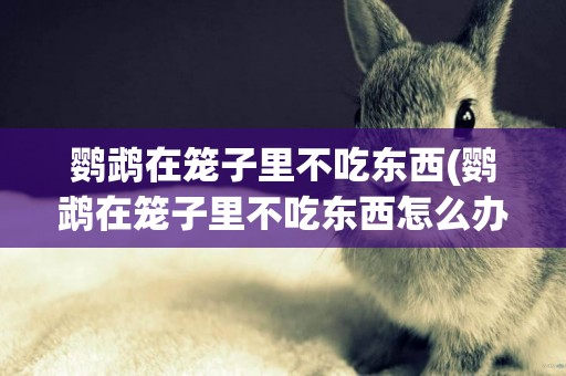 鸚鵡在籠子里不吃東西(鸚鵡在籠子里不吃東西怎么辦)