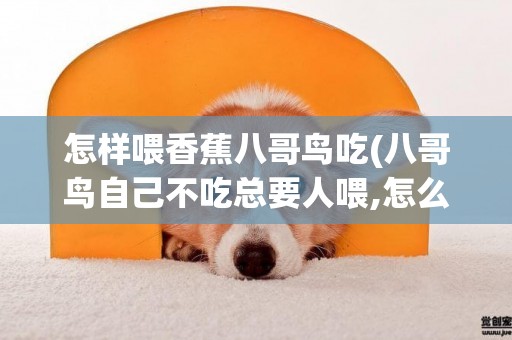 怎樣喂香蕉八哥鳥吃(八哥鳥自己不吃總要人喂,怎么辦)