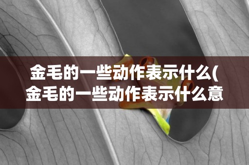 金毛的一些動作表示什么(金毛的一些動作表示什么意思)