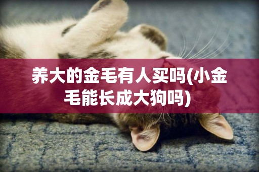 養大的金毛有人買嗎(小金毛能長成大狗嗎) 