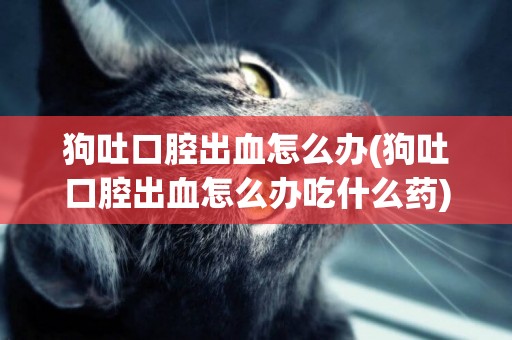 狗吐口腔出血怎么辦(狗吐口腔出血怎么辦吃什么藥)