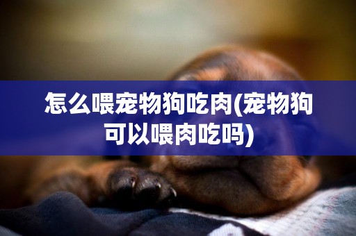 怎么喂寵物狗吃肉(寵物狗可以喂肉吃嗎)