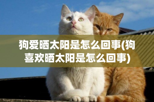 狗愛曬太陽是怎么回事(狗喜歡曬太陽是怎么回事)