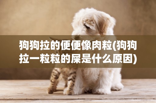 狗狗拉的便便像肉粒(狗狗拉一粒粒的屎是什么原因)