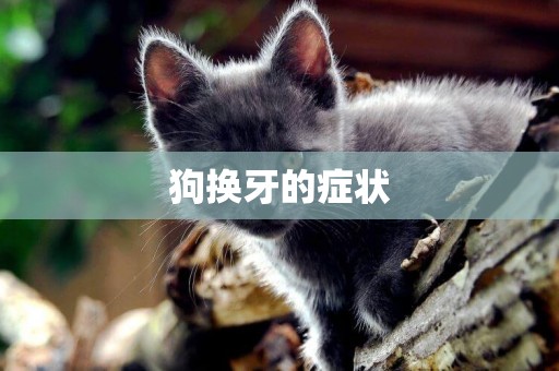 狗換牙的癥狀
