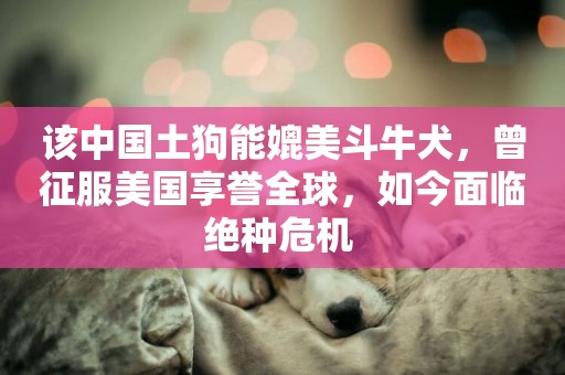 該中國土狗能媲美斗牛犬，曾征服美國享譽全球，如今面臨絕種危機 