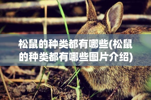 松鼠的種類都有哪些(松鼠的種類都有哪些圖片介紹)