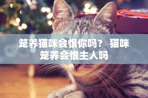 籠養貓咪會恨你嗎？ 貓咪籠養會恨主人嗎