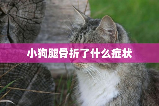 小狗腿骨折了什么癥狀