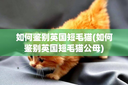如何鑒別英國短毛貓(如何鑒別英國短毛貓公母)
