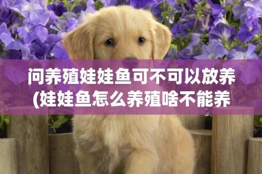 問養殖娃娃魚可不可以放養(娃娃魚怎么養殖啥不能養家里)