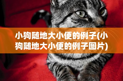 小狗隨地大小便的例子(小狗隨地大小便的例子圖片)