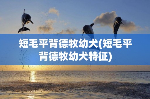 短毛平背德牧幼犬(短毛平背德牧幼犬特征)