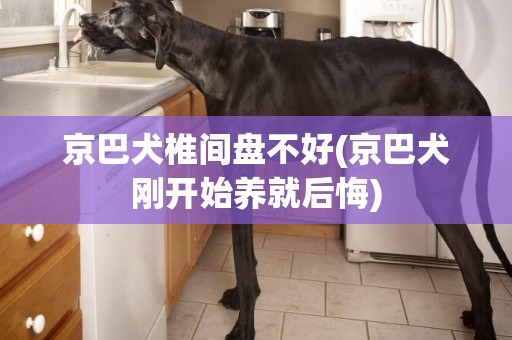 京巴犬椎間盤不好(京巴犬剛開始養就后悔)