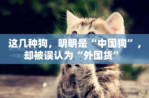 這幾種狗，明明是“中國狗”，卻被誤認為“外國貨” 