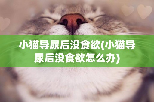 小貓導尿后沒食欲(小貓導尿后沒食欲怎么辦)