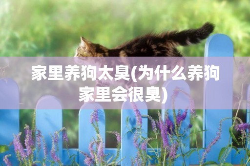 家里養狗太臭(為什么養狗家里會很臭) 