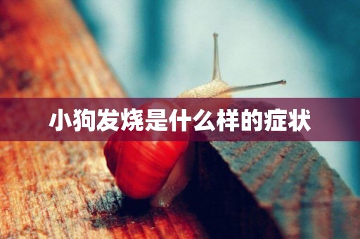 小狗發燒是什么樣的癥狀