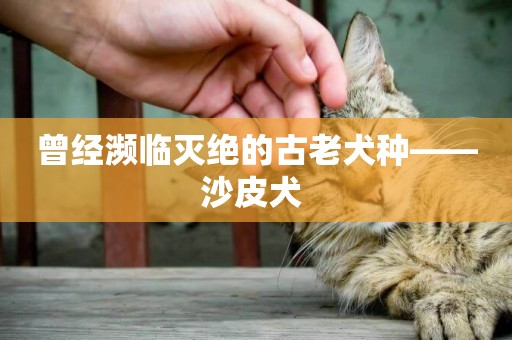曾經瀕臨滅絕的古老犬種——沙皮犬 