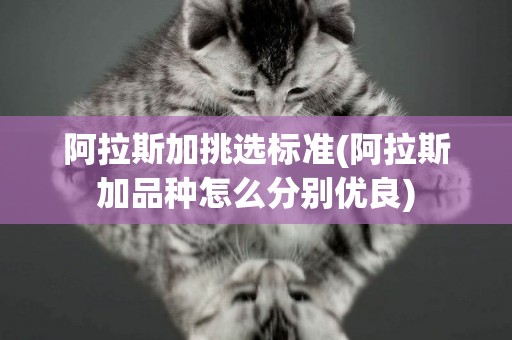 阿拉斯加挑選標準(阿拉斯加品種怎么分別優良)