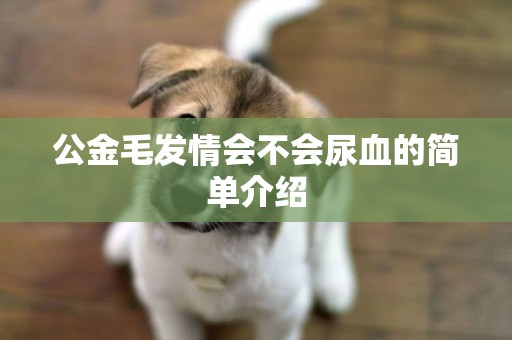 公金毛發情會不會尿血的簡單介紹
