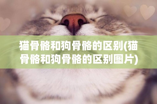 貓骨骼和狗骨骼的區別(貓骨骼和狗骨骼的區別圖片)
