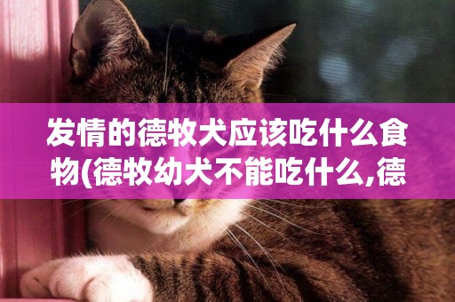 發情的德牧犬應該吃什么食物(德牧幼犬不能吃什么,德牧飲食禁忌)