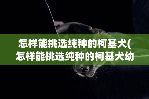 怎樣能挑選純種的柯基犬(怎樣能挑選純種的柯基犬幼犬)