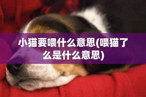 小貓要喂什么意思(喂貓了么是什么意思)