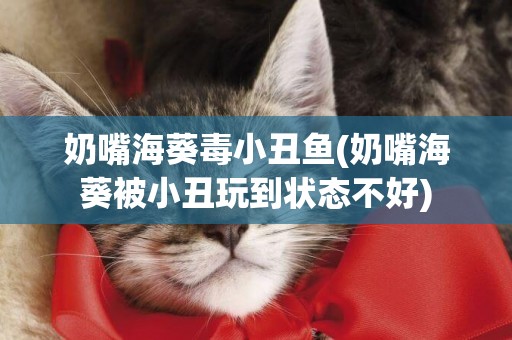 奶嘴海葵毒小丑魚(奶嘴海葵被小丑玩到狀態不好)