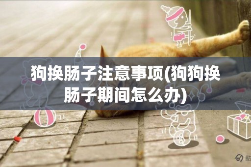 狗換腸子注意事項(狗狗換腸子期間怎么辦)