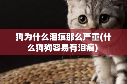 狗為什么淚痕那么嚴重(什么狗狗容易有淚痕) 