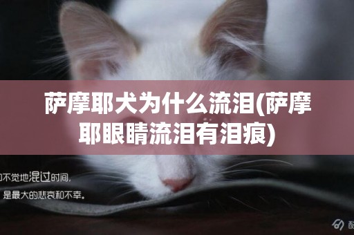 薩摩耶犬為什么流淚(薩摩耶眼睛流淚有淚痕)