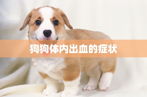 狗狗體內出血的癥狀