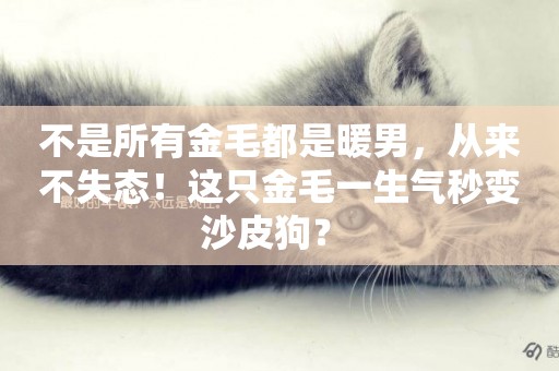 不是所有金毛都是暖男，從來不失態！這只金毛一生氣秒變沙皮狗？ 
