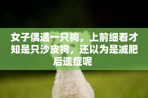 女子偶遇一只狗，上前細看才知是只沙皮狗，還以為是減肥后遺癥呢 