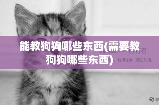 能教狗狗哪些東西(需要教狗狗哪些東西)