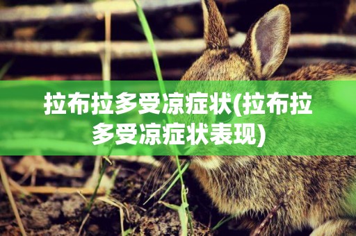 拉布拉多受涼癥狀(拉布拉多受涼癥狀表現)