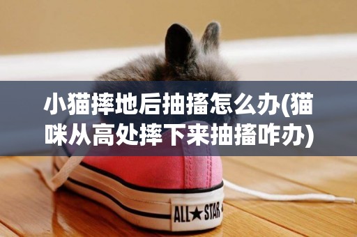 小貓摔地后抽搐怎么辦(貓咪從高處摔下來抽搐咋辦)