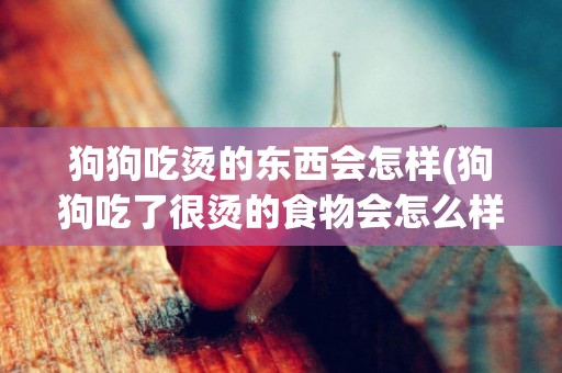 狗狗吃燙的東西會怎樣(狗狗吃了很燙的食物會怎么樣)