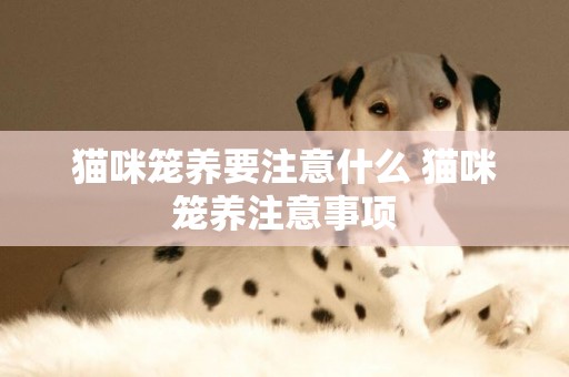 貓咪籠養要注意什么 貓咪籠養注意事項