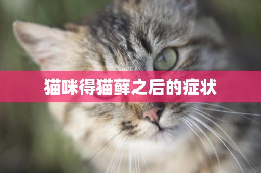 貓咪得貓蘚之后的癥狀